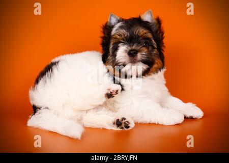 Studio-Fotografie eines Biewer Yorkshire Terrier auf farbigen Hintergründen Stockfoto