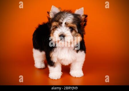 Studio-Fotografie eines Biewer Yorkshire Terrier auf farbigen Hintergründen Stockfoto
