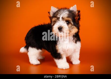 Studio-Fotografie eines Biewer Yorkshire Terrier auf farbigen Hintergründen Stockfoto