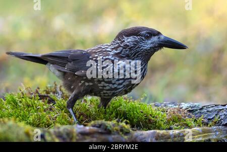 Eurasischer Nussknacker (Nucifraga caryocatactes) liegt auf Moos in der Nähe eines Waldwasserteichs Stockfoto