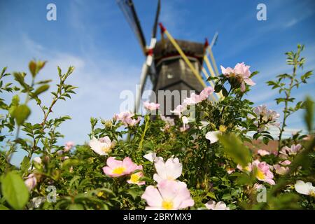 Blick über rosa Blütenköpfe der Kletterrose (rosa setigera), verwaschener Windmühlenhintergrund - Beesel, Niederlande, Molen de grauwe Bier (Schwerpunkt Mitte Stockfoto
