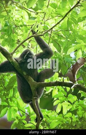 Porträt eines wilden westlichen Javan Gibbons ((Hylobates moloch moloch moloch) im Flachlandregenwald der Provinz West Java, Indonesien. Stockfoto