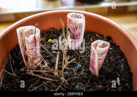 Geld wächst in einem Pflanzentopf, fünfzig Pfund Noten wachsen in Boden. Stockfoto