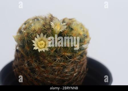 Blühende weiße Blume von Mammillaria schiedeana Kaktus auf weißem Hintergrund mit Kopierraum für Text Stockfoto