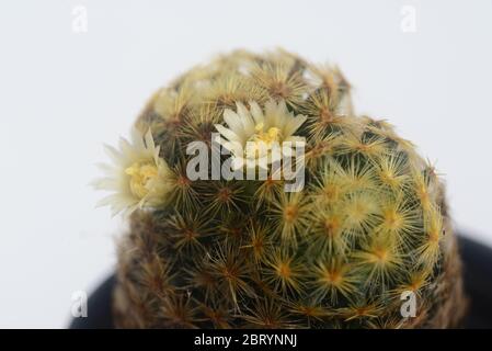 Blühende weiße Blume von Mammillaria schiedeana Kaktus auf weißem Hintergrund mit Kopierraum für Text Stockfoto