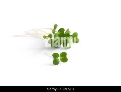 Schneiden Sie die Bio-Senf- und Kresseblätter auf weißem Hintergrund Stockfoto