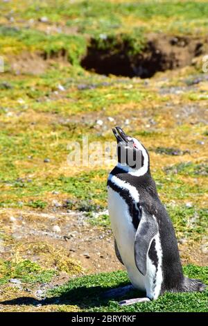 Ein erwachsener Magellanpinguin, der auf der Insel Magdalena, einer Pinguinkolonie, nahe Punta Arenas, Chile, zum Himmel blickt Stockfoto