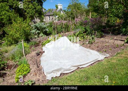 Gemüsegarten im trockenen Frühjahr mit Frostschutz Fleece im Mai 2020 und Landhaus in Carmarthenshire Wales UK KATHY DEWITT Stockfoto