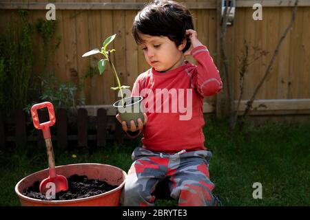 Ein kleiner Junge in einem Garten, der einen Sonnenblumenkeimling in einem Pflanztopf pflanzt. Stockfoto