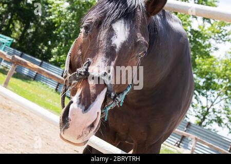 Rotes Fohlen mit langer Mähne auf Ranch, kein Sattel Stockfoto