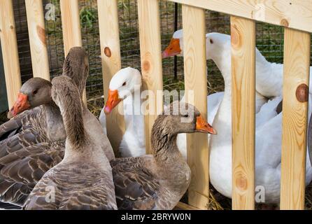 Graue und weiße Gänse in einer Voliere mit Holztrennwand Stockfoto