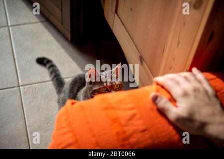 Blick aus einem hohen Winkel auf die graue Katze, die vor der Person auf dem Boden sitzt. Stockfoto