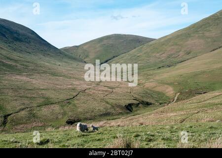 Carewoodig bei Langholm mit Blick auf Tudhope Hügel in den schottischen Grenzen. Stockfoto