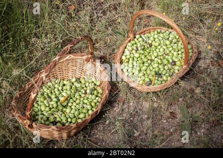 Hohe Winkel Nahaufnahme von zwei Körben mit frisch gepflückten grünen Oliven. Stockfoto