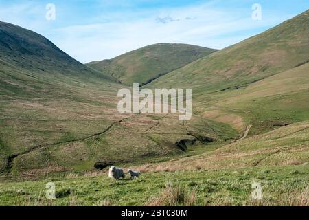 Carewoodig bei Langholm mit Blick auf Tudhope Hügel in den schottischen Grenzen. Stockfoto