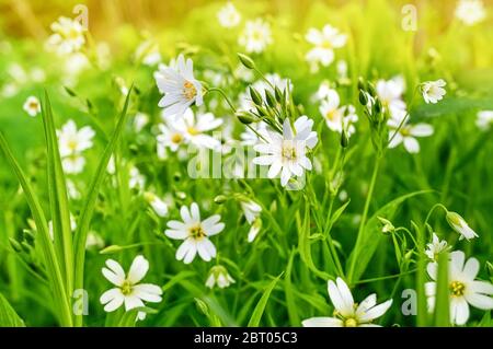 Weiße Blüten von Stellaria holostea Nahaufnahme. Stellaria holostea, die Viper oder große Sagebrush, ist eine mehrjährige krautige blühende Pflanze in der Nelke f Stockfoto