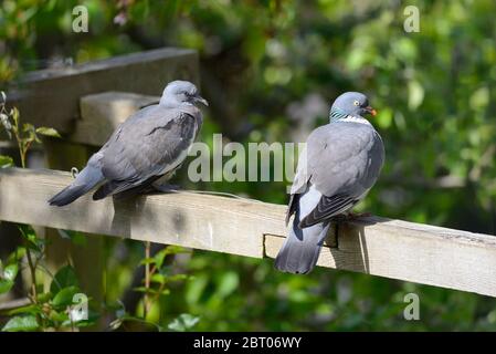 Holztauben (Columba livia) Unreife (L) und Erwachsene (R) zeigen Unterschiede im Gefieder und Augenfarbe Stockfoto