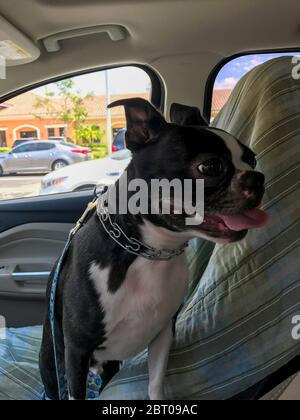 Boston Terrier auf dem Vordersitz eines Autos. Stockfoto