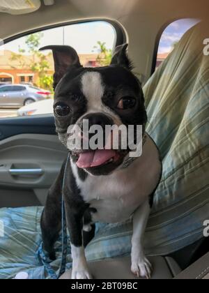 Boston Terrier auf dem Vordersitz eines Autos. Stockfoto