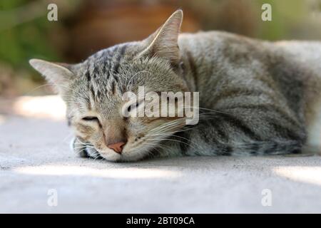 Eine schlummende Katze mit geschlossenen Augen, die auf dem Boden liegt. Stockfoto