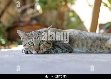 Eine Katze liegt auf dem Boden mit Augen nach vorne starrend. Stockfoto
