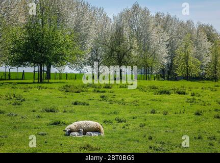 Grevenbroich, Nordrhein-Westfalen, Deutschland - Schafe mit Lämmern auf der Wiese. Grevenbroich, Nordrhein-Westfalen, Deutschland - Schaf mit Laemmern au Stockfoto