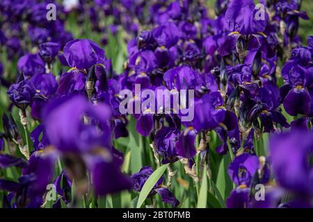 Ein Feld von dunkelblauen Iris Blüten (iridaceae) mit verschwommenem Vorder-und Hintergrund Stockfoto