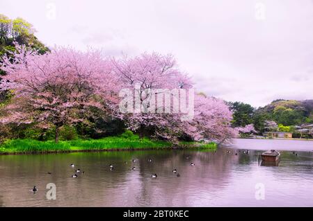 Ein See und blühende Kirschbäume im Sankeien Garden in Yokohama Japan an einem bewölkten Tag. Stockfoto