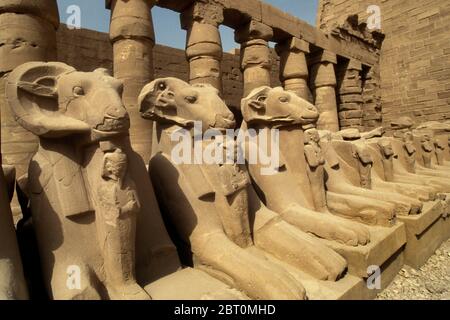 RAM führte den Korridor der Sphinxen im alten ägyptischen Karnak-Tempel in Luxor, Ägypten, Afrika Stockfoto