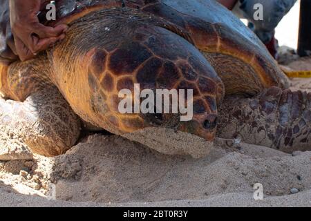 Rüden-Schildkröte, genannt Djalo, mit GPS-Sender für die Verfolgung auf der Insel Boa Vista, Kap Verde markiert Stockfoto