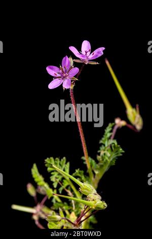 Nahaufnahme einer Kranzschnabelpflanze (lat.: Geranie / Pelargonium) mit krautigen Blättern im verschwommenen Hintergrund und den gleichnamigen Knospen in t Stockfoto