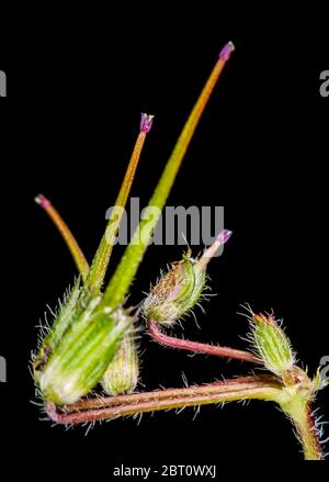 Vertikale Makroansicht der länglichen Frucht einer Kranzschnabelpflanze (lat.: Geranie / Pelargonium) vor schwarzem Hintergrund. Stockfoto