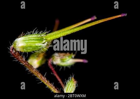 Nahaufnahme der länglichen Frucht einer Kranzschnabelpflanze (lat.: Geranie / Pelargonium) vor schwarzem Hintergrund. Stockfoto