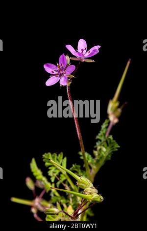 Nahaufnahme einer Kranzschnabelpflanze (lat.: Geranie / Pelargonium) mit krautigen Blättern im verschwommenen Hintergrund und den gleichnamigen Knospen in t Stockfoto