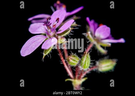 Makroansicht einer Blume einer Kranzschnabelpflanze (lat.: Geranie / Pelargonium) mit einem leicht sichtbaren Blütenstand, Pollen und Stempel gegen ein schwarzes b Stockfoto