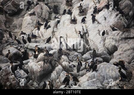 Kormoran-Nistkolonie, Betty's Bay, Südafrika Stockfoto