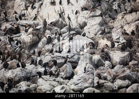 Kormoran-Nistkolonie, Betty's Bay, Südafrika Stockfoto