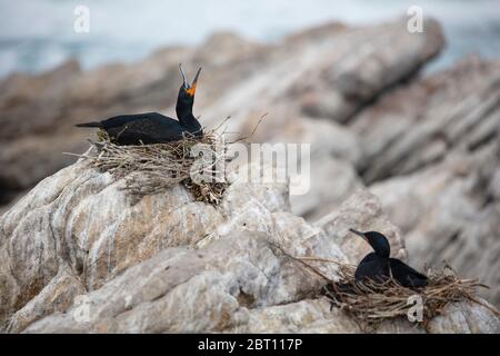 Kormoran-Nistkolonie, Betty's Bay, Südafrika Stockfoto