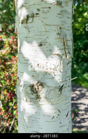 Detailbild von weißer Birkenrinde (Betula pendula). Schönes Streifen- und Strukturmuster. Stockfoto