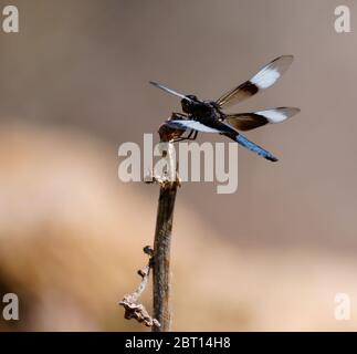 Nahaufnahme einer 4 geflügelten, blauen Schwanzdrachenfliege, die auf einem toten Blütenstiel ruht. Stockfoto