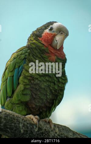 Foto, Tiere, Papagei, kubanischen Amazon, glatze Amazon, Amazona leucocephala, Vogel, Papagei Familie Stockfoto