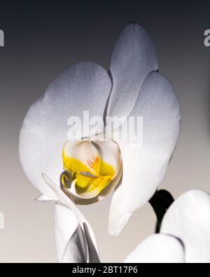 Abstrakte große Orchideen in Farbe Stockfoto