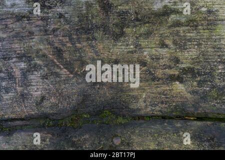 Alte Holzstruktur aus altem Stamm Stockfoto