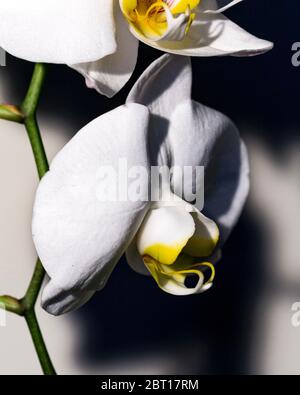 Abstrakte große Orchideen in Farbe Stockfoto