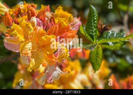 Washington State Centennial Azalea / Rhododendron Washington State Centennial, Nahaufnahme mit orangefarbenen Blüten und Blättern im Frühjahr Stockfoto