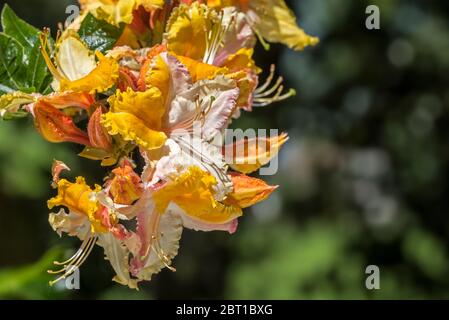 Washington State Centennial Azalea / Rhododendron Washington State Centennial, Nahaufnahme mit orangefarbenen Blüten und Blättern im Frühjahr Stockfoto