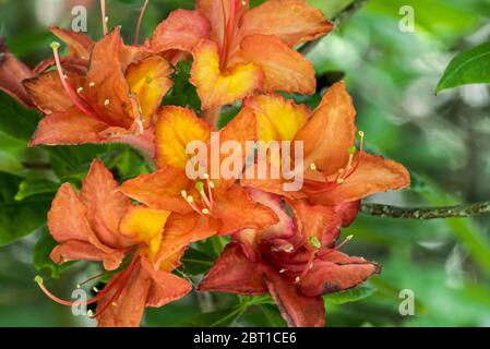 Rhododendron Julda Schipp, Nahaufnahme mit orangefarbenen Blüten und Blättern im Frühjahr Stockfoto