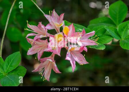Rhododendron Honneur de Flandre, Nahaufnahme mit rosa Blüten und Blättern im Frühjahr Stockfoto