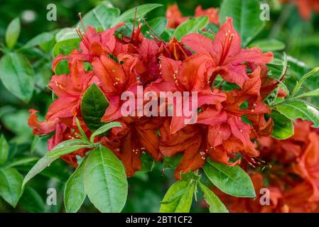 Azalea Royal Command / Royal Command Rhododendron, Nahaufnahme mit roten Blumen und Blättern im Frühjahr Stockfoto