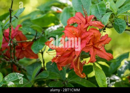 Azalea Royal Command / Royal Command Rhododendron, Nahaufnahme mit roten Blumen und Blättern im Frühjahr Stockfoto